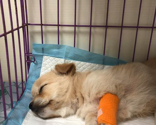 狗细小病毒输液治疗药物全攻略｜实用指南(图3)