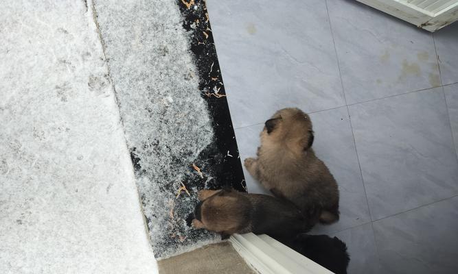 满月家狗饮食全攻略|科学喂养关键要点(图2) 满月家狗饮食全攻略|科学喂养关键要点(图2)