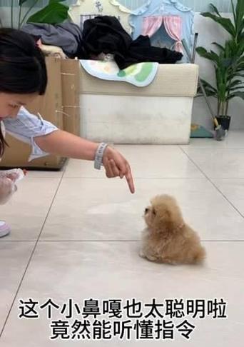 小狗鼻子的独特之处|探秘嗅觉奇迹全攻略(图3) 小狗鼻子的独特之处|探秘嗅觉奇迹全攻略(图3)