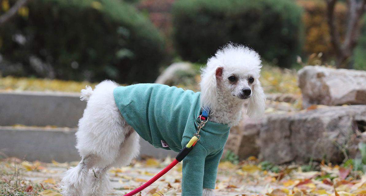 小狗鼻子的独特之处｜探秘嗅觉奇迹全攻略