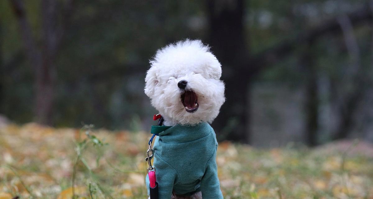 小狗鼻子的独特之处|探秘嗅觉奇迹全攻略(图2) 小狗鼻子的独特之处|探秘嗅觉奇迹全攻略(图2)