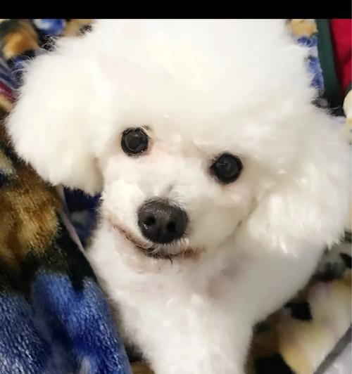 满月狗奶粉喂养指南｜科学选择与正确方法全攻略