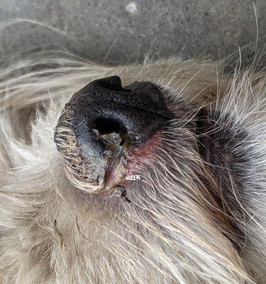 狗鼻子白色鼻涕原因解析｜宠物健康实用指南(图3)