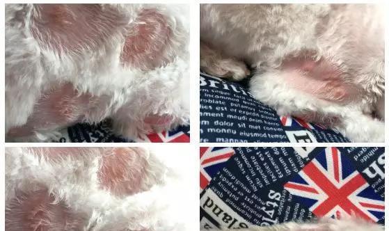 狗狗下巴白色物质原因及处理方法｜宠物护理实用指南(图1)