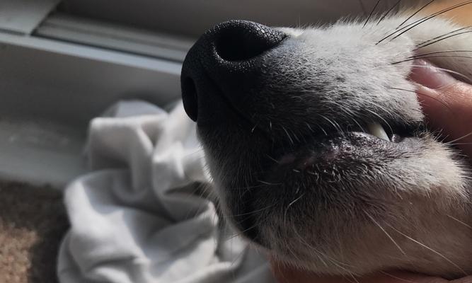 狗狗下巴白色物质原因及处理方法｜宠物护理实用指南(图2)