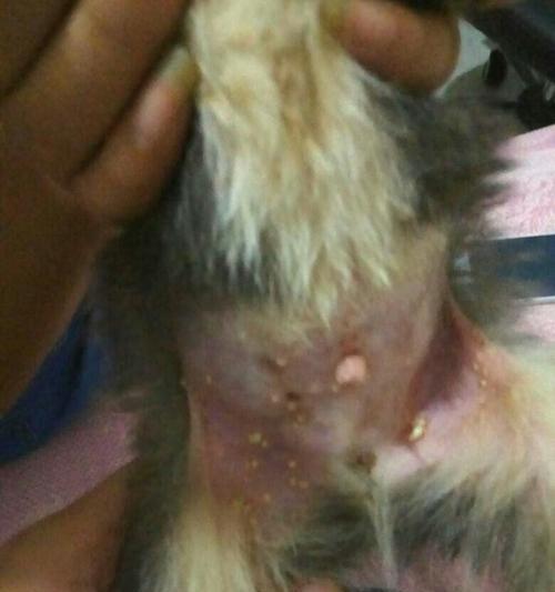 狗狗下巴白色物质原因及处理方法｜宠物护理实用指南(图3)