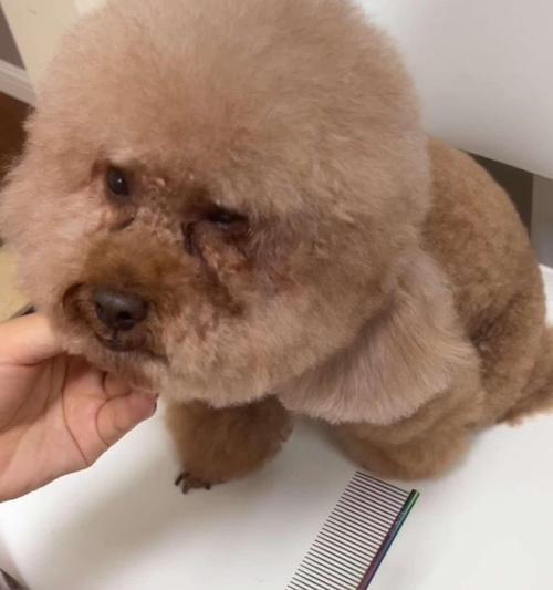 泰迪剃毛时间全攻略|让宝贝时刻舒适整洁(图3) 泰迪剃毛时间全攻略|让宝贝时刻舒适整洁(图3)