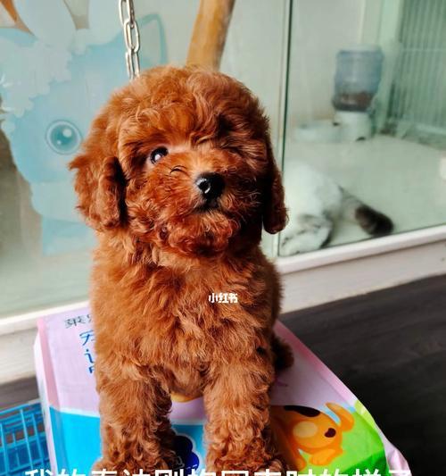 泰迪剃毛时间全攻略|让宝贝时刻舒适整洁(图2) 泰迪剃毛时间全攻略|让宝贝时刻舒适整洁(图2)