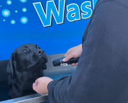 拉布拉多清洗全攻略|掌握正确方法让宠物干净舒适(图1) 拉布拉多清洗全攻略|掌握正确方法让宠物干净舒适(图1)