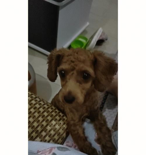 泰迪剃毛时间全攻略｜让宝贝时刻舒适整洁