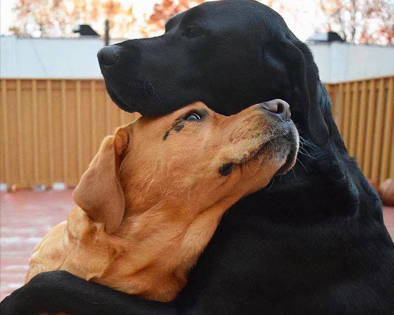 狗狗交配行为全攻略：生物学动机与社会影响解析(图3)