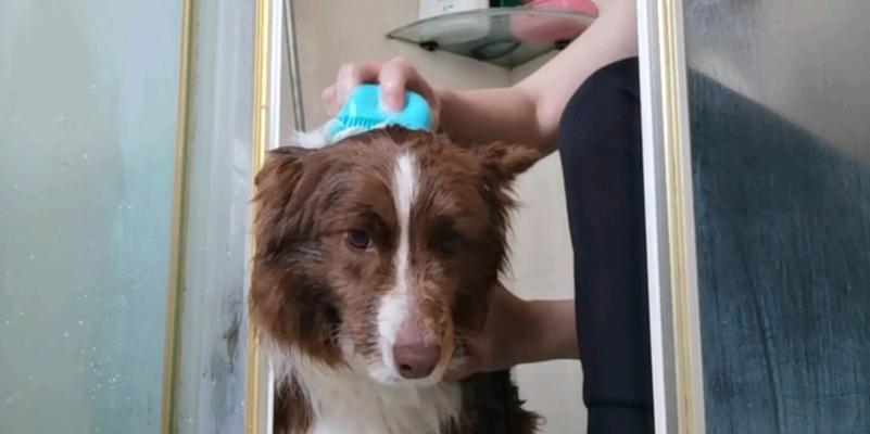 边牧皮肤病洗澡方法全攻略|专业护理技巧(图2) 边牧皮肤病洗澡方法全攻略|专业护理技巧(图2)