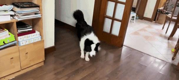 边牧皮肤病洗澡方法全攻略｜专业护理技巧