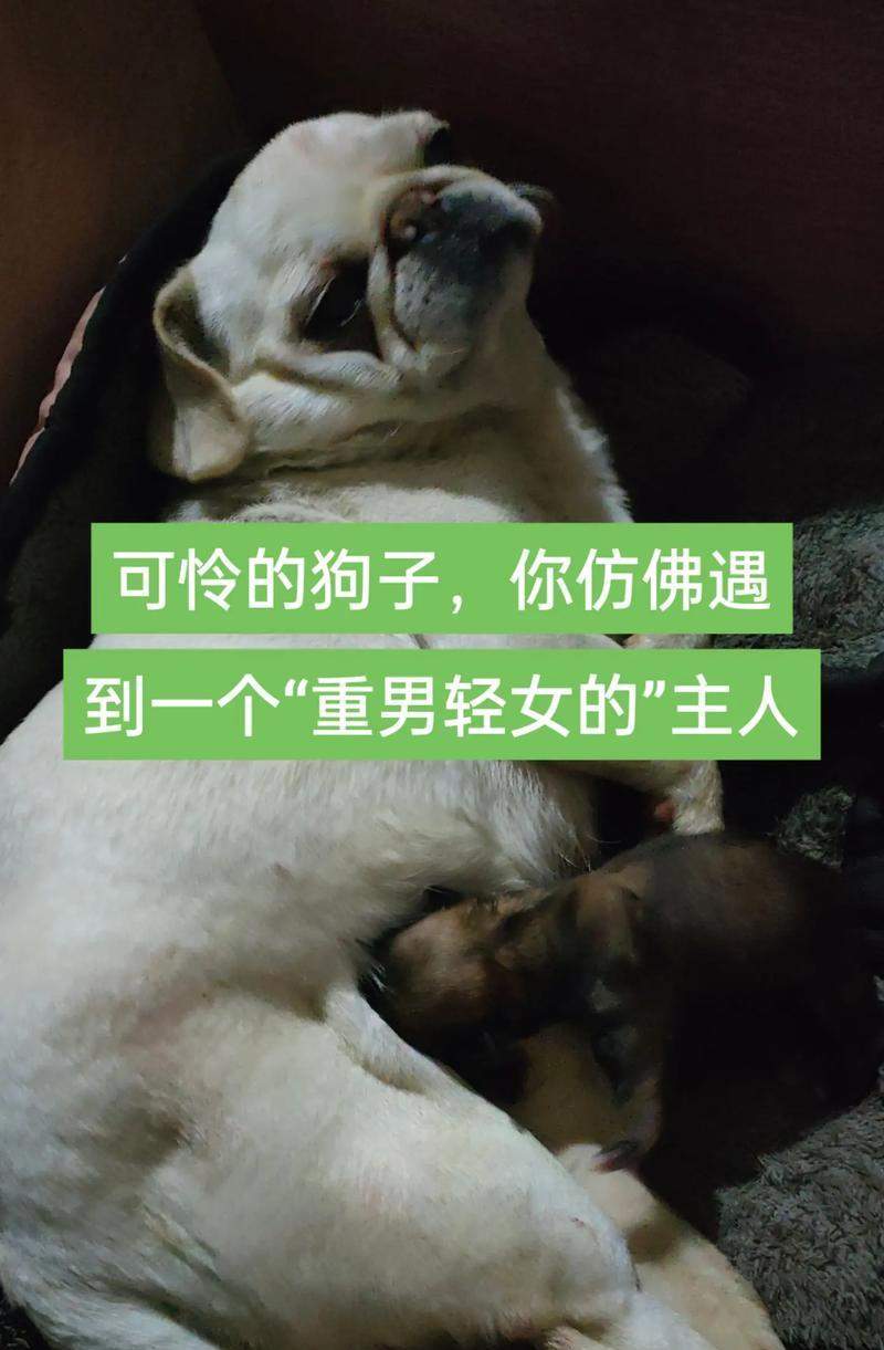 狗狗交配行为全攻略：生物学动机与社会影响解析(图2)