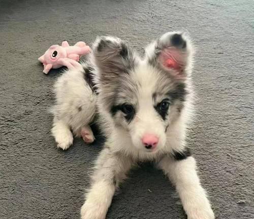 边牧皮肤病洗澡方法全攻略|专业护理技巧(图3) 边牧皮肤病洗澡方法全攻略|专业护理技巧(图3)