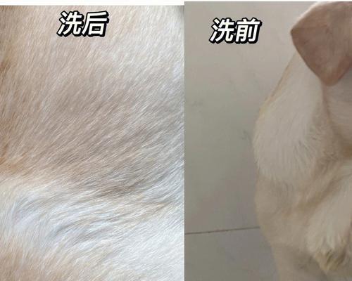 拉布拉多清洗全攻略|掌握正确方法让宠物干净舒适(图3) 拉布拉多清洗全攻略|掌握正确方法让宠物干净舒适(图3)