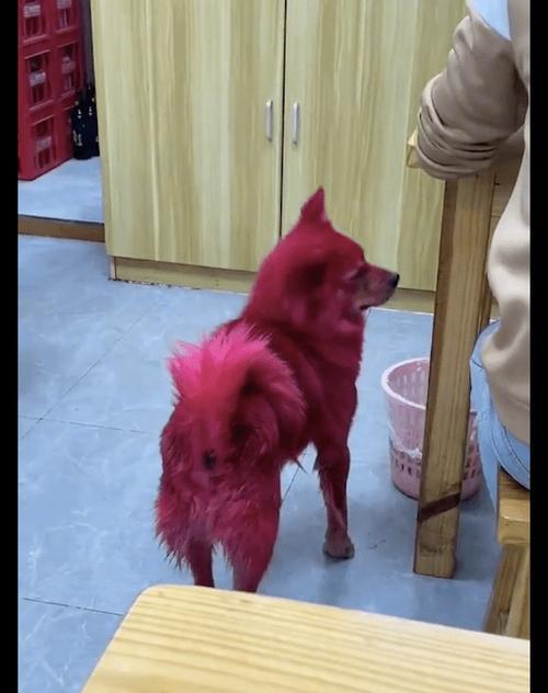 狗狗染毛颜色选择全攻略|让宠物更出众的实用指南(图2) 狗狗染毛颜色选择全攻略|让宠物更出众的实用指南(图2)