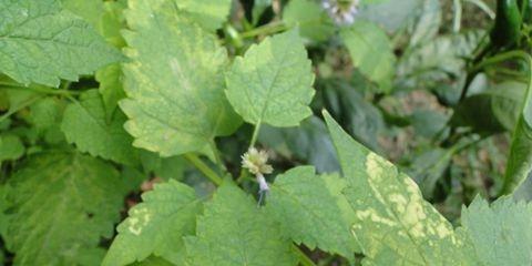 小狗呕吐物为何常呈绿色|健康原因全攻略(图2) 小狗呕吐物为何常呈绿色|健康原因全攻略(图2)