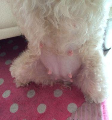 狗狗怀孕化了的原因与影响｜实用指南