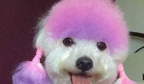 狗狗染毛颜色选择全攻略|让宠物更出众的实用指南(图3) 狗狗染毛颜色选择全攻略|让宠物更出众的实用指南(图3)