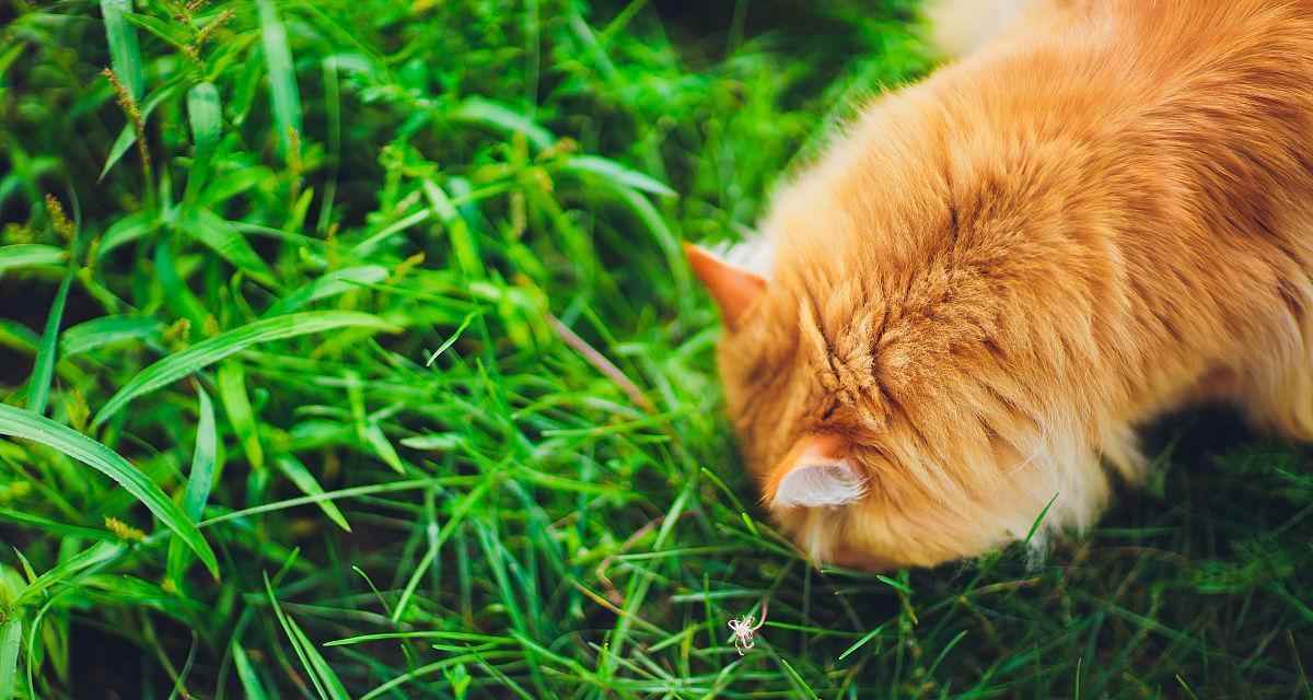 小狗呕吐物为何常呈绿色|健康原因全攻略(图1) 小狗呕吐物为何常呈绿色|健康原因全攻略(图1)