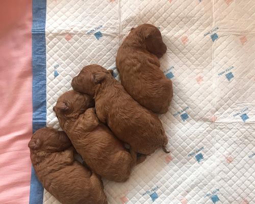 狗狗怀孕化了的原因与影响|实用指南(图2) 狗狗怀孕化了的原因与影响|实用指南(图2)