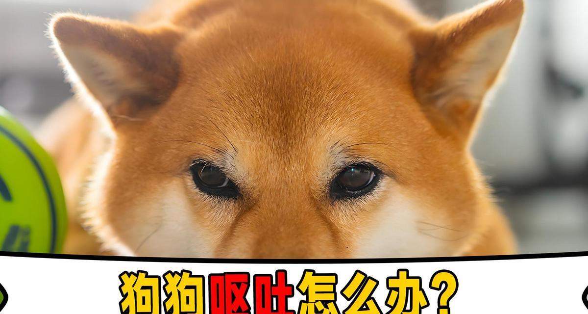 小狗呕吐的常见原因｜宠物健康实用指南(图2)