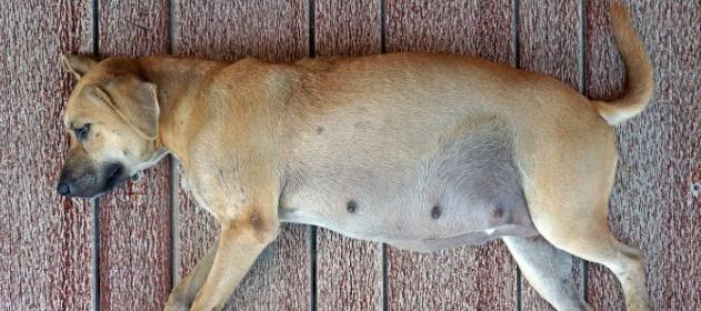 狗狗怀孕化了的原因与影响|实用指南(图3) 狗狗怀孕化了的原因与影响|实用指南(图3)