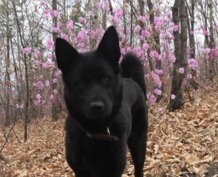 黑色断尾狗品种全攻略｜独特魅力与饲养指南(图2)