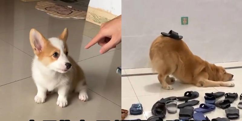 揭秘狗狗为何爱咬拖鞋｜实用指南(图1)