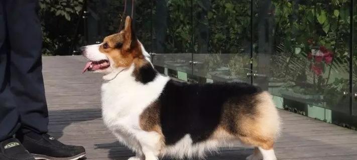 黑色断尾狗品种全攻略｜独特魅力与饲养指南(图3)