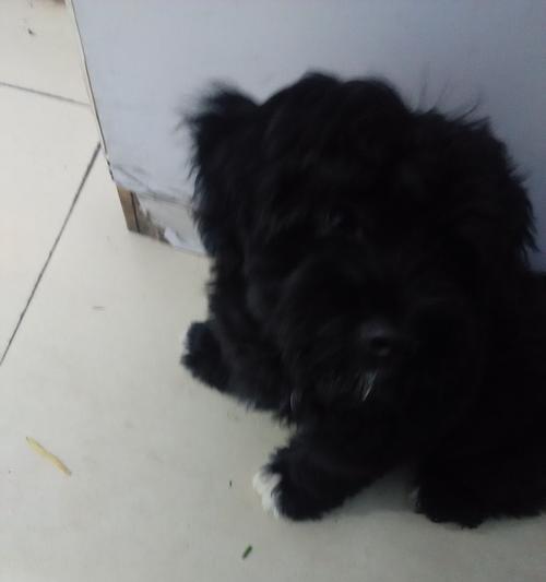 黑色断尾狗品种全攻略｜独特魅力与饲养指南