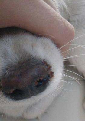 狗狗吐血的常见原因与应对措施｜宠物健康实用指南(图3)