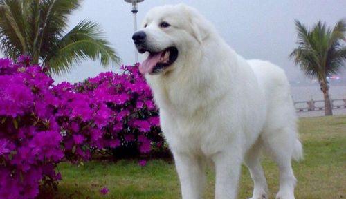 大白熊栖息地保护全攻略｜守护北极生态关键举措(图1)