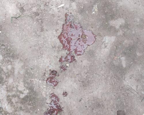 狗狗吐血的常见原因与应对措施｜宠物健康实用指南