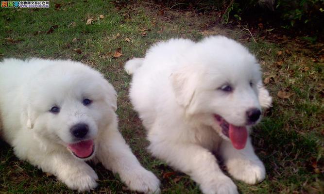 大白熊栖息地保护全攻略｜守护北极生态关键举措(图3)