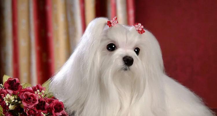 斯品种狗特点与适应环境全攻略|犬类饲养实用指南(图1) 斯品种狗特点与适应环境全攻略|犬类饲养实用指南(图1)