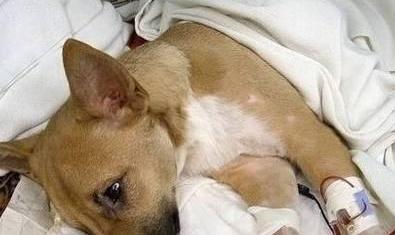 狗出现血尿时的处理方法｜宠物健康实用指南(图3)