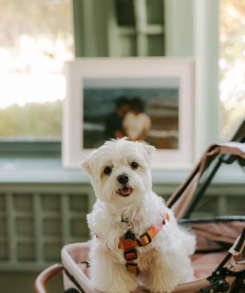 斯品种狗特点与适应环境全攻略|犬类饲养实用指南(图2) 斯品种狗特点与适应环境全攻略|犬类饲养实用指南(图2)