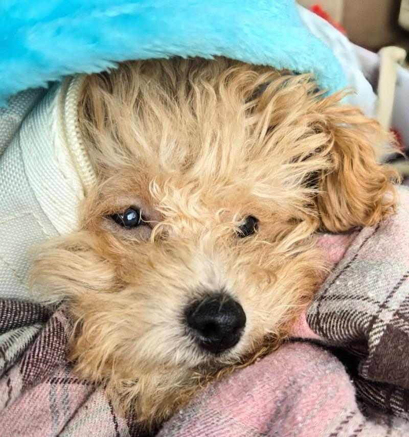 老血狗的含义解析|网络文化中的独特表达方式(图3) 老血狗的含义解析|网络文化中的独特表达方式(图3)