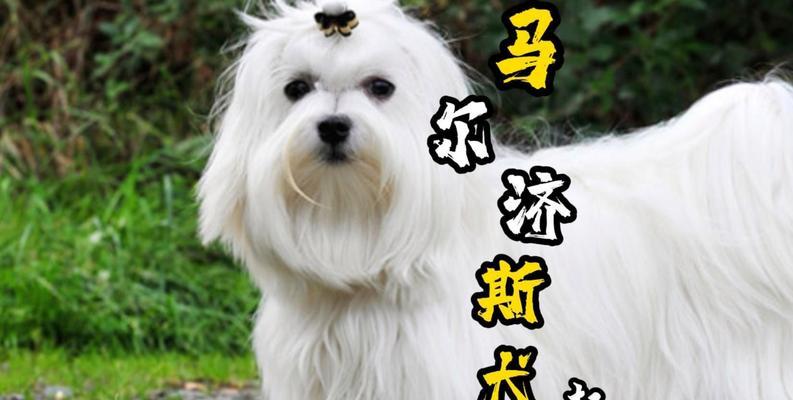 斯品种狗特点与适应环境全攻略|犬类饲养实用指南(图3) 斯品种狗特点与适应环境全攻略|犬类饲养实用指南(图3)