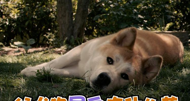 狗出现血尿时的处理方法｜宠物健康实用指南(图2)