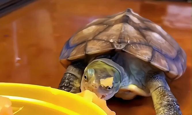 乌龟的食谱|全面了解乌龟饮食习惯与食物喜好(图3) 乌龟的食谱|全面了解乌龟饮食习惯与食物喜好(图3)