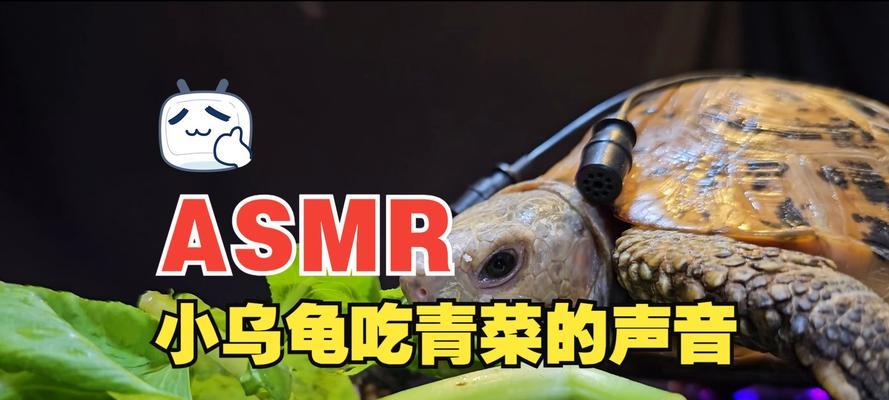 乌龟的食谱｜全面了解乌龟饮食习惯与食物喜好