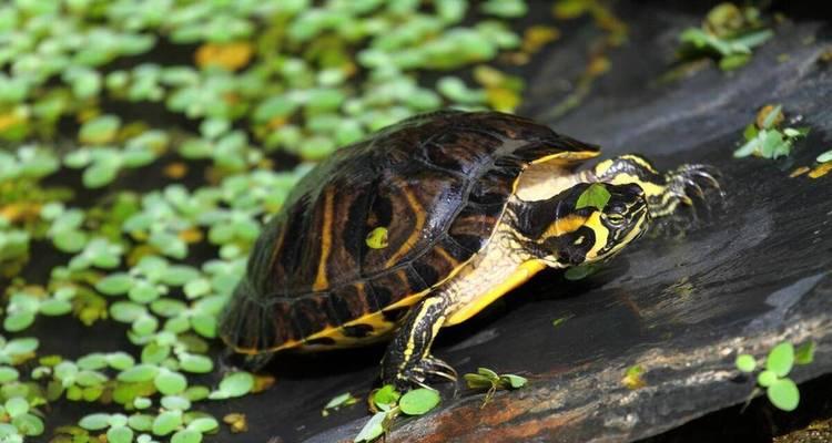 乌龟的食谱|全面了解乌龟饮食习惯与食物喜好(图2) 乌龟的食谱|全面了解乌龟饮食习惯与食物喜好(图2)
