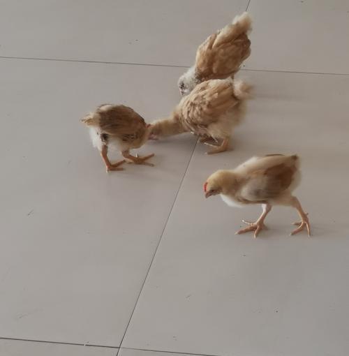 宠物狗科学饲养全攻略｜健康快乐成长关键要点(图2)