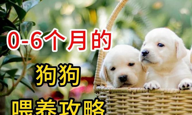 宠物狗科学饲养全攻略｜健康快乐成长关键要点(图3)