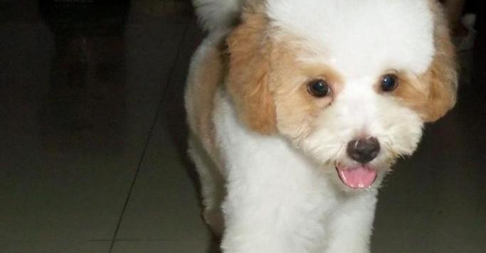 大耳朵花狗品种特征与养护指南｜全面解析可爱犬种(图2)