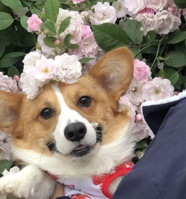 大耳朵花狗品种特征与养护指南｜全面解析可爱犬种(图3)