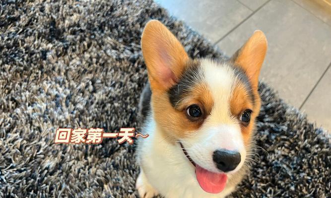 大耳朵花狗品种特征与养护指南｜全面解析可爱犬种